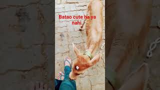batao #shortvideo #youtubeshorts #milkman