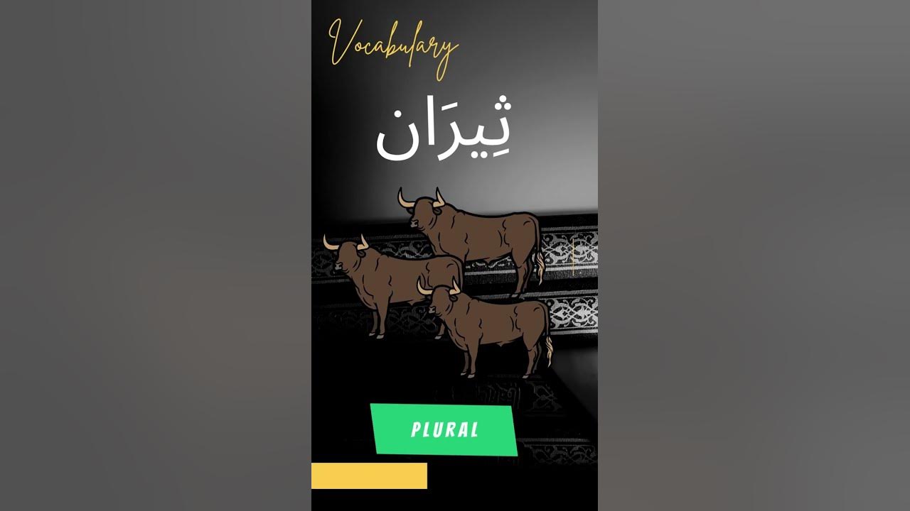 How to say bull in literary arabic youtube