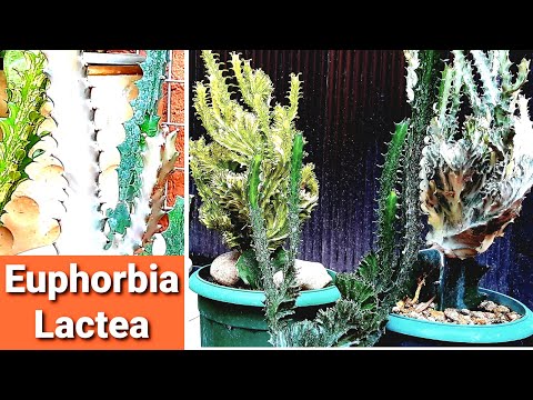 Видео: Cristata Brain Cactus Care - Узнайте, как вырастить мозговой кактус