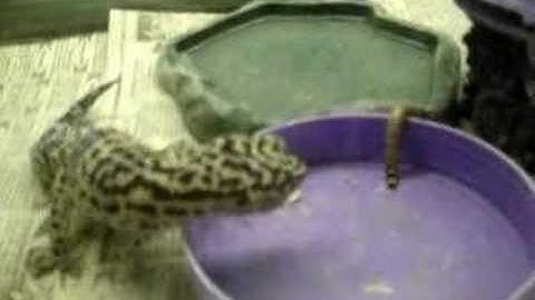 Cleo Eating a Superworm