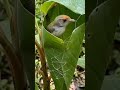 beauty of village #BirdPhotography #BirdWatching #NatureLovers #WildlifePhotography