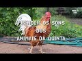 Aprende os animais da quinta com os sons  portugus portugal