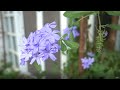 How to Grow Forget Me Not or Plumbago Plant