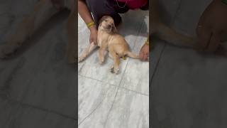 Mera jax Bahut paresan h #labrador #shorts #youtubeshorts #doglover#cute#dog