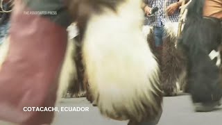 Pueblos indígenas danzan por horas para despertar a la tierra y en honor al Sol en Ecuador