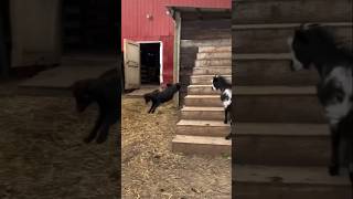 mBéEeeee #shorts #shortvideo #curiosidades #animais #pets #funny