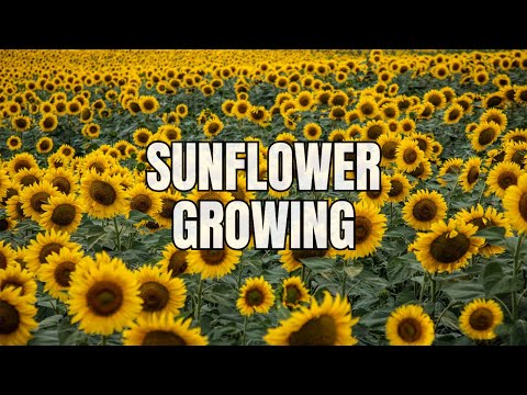 Video: Sunflower Weed Control – Können Sonnenblumen verhindern, dass Unkraut sprießt?