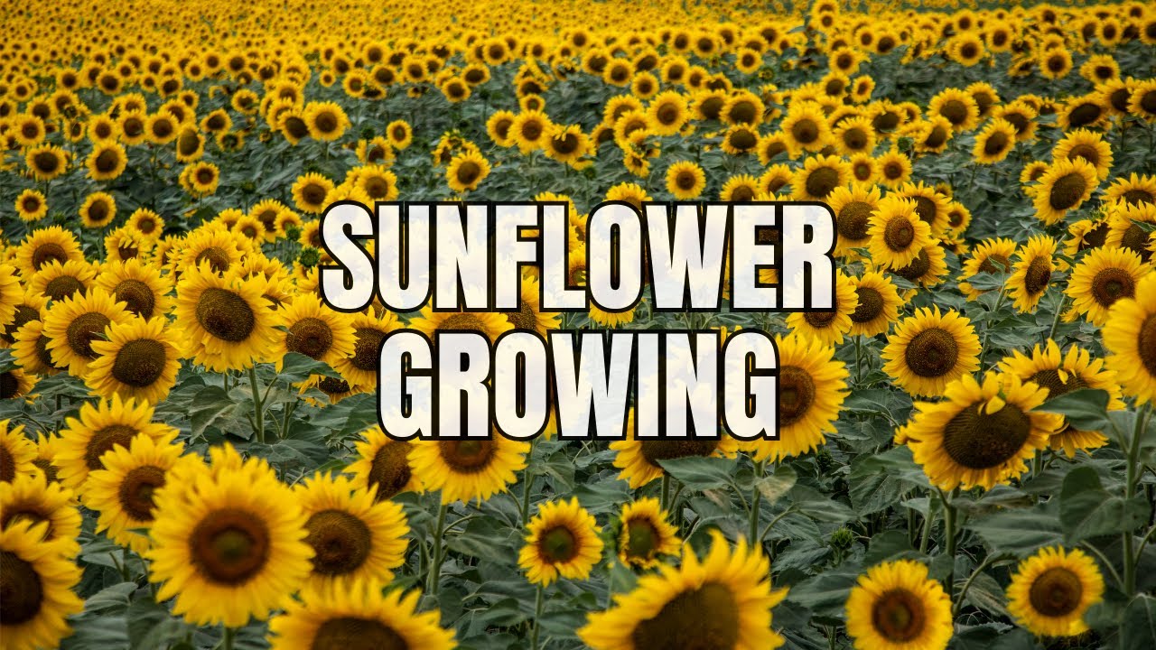 Tips and Tricks for Growing Sunflowers - YouTube