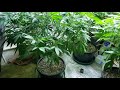 Indoor medical marijuana grow 3/4/19 veg update