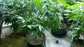 Indoor medical marijuana grow 3/4/19 veg update