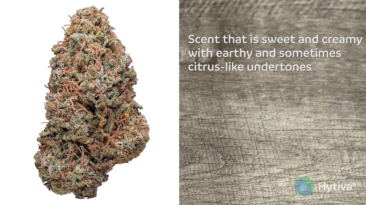 Strain Review: White Russian