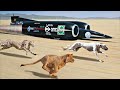 What is the Fastest Animal in the World? You Wont Believe Who is!