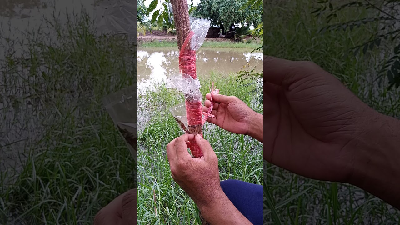 วิธีเสียบข้าง เสียบยอดสะเดาด้านข้างลำต้นของต้นตอ ขยายพันธุ์สะเดา