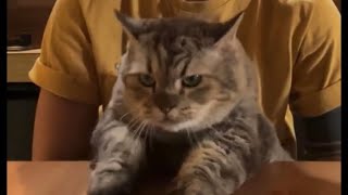 Jimbon Kucingnya Bang Dikta Lucu banget #kucing #cat #kucinglucu by RINO PRIATAMA 33 views 1 month ago 9 minutes, 28 seconds