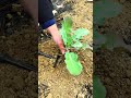 #planting  #Rural Life#0d859