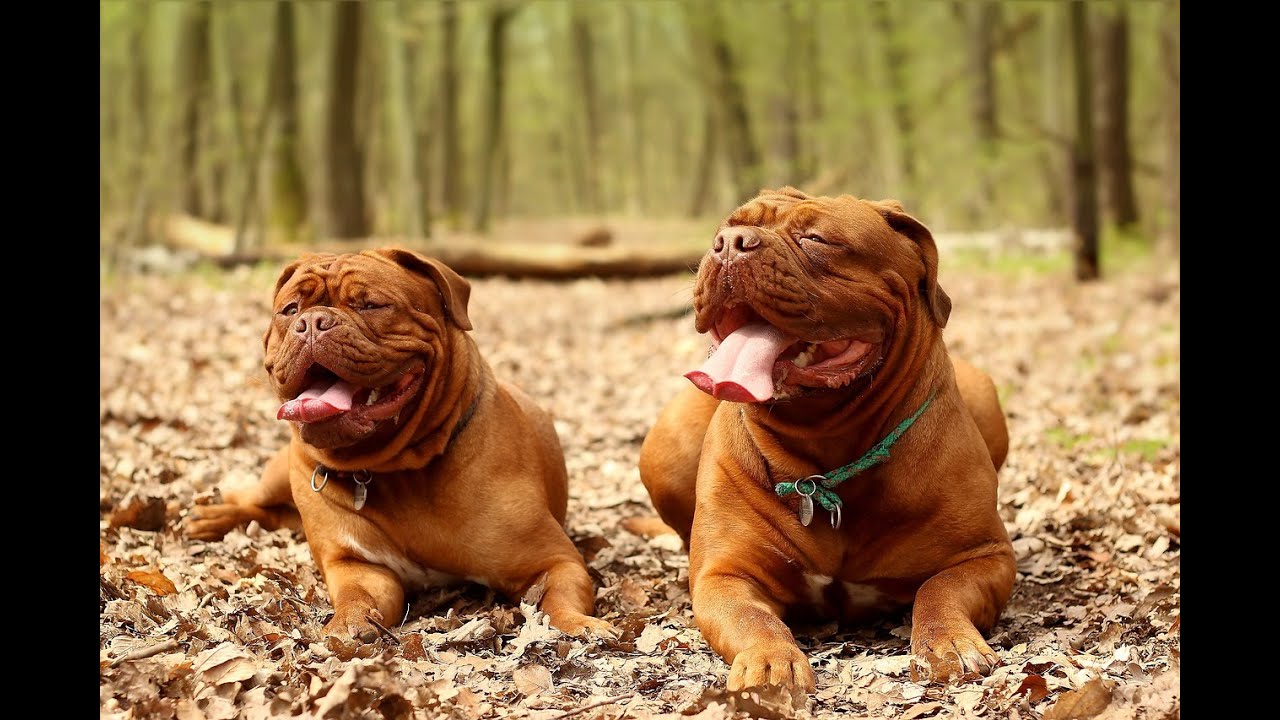 Consejos de cuidado para perros Dogo de Burdeos