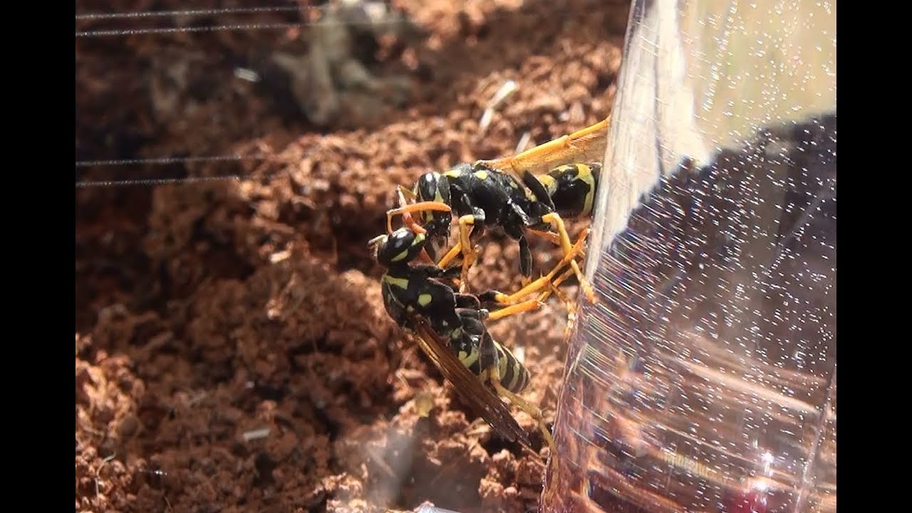 My Pet Yellow Jacket Tank Week 5 Big Update