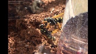 My Pet Yellow Jacket Tank Week 5 Big Update