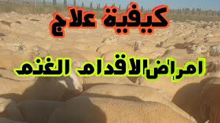 راعي الغنم🐑 في إسبانيا 🙋‍♂️كيفية علاج❤ أقدام الغنم من الأمراض ✂️🐏طريقه سهله جدا.