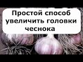 553. Простой способ увеличить головки чеснока.