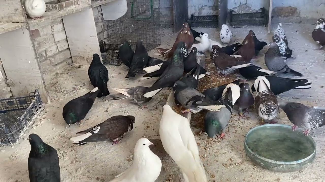 Голуби.репортаж из голубятни 10.02.2026 