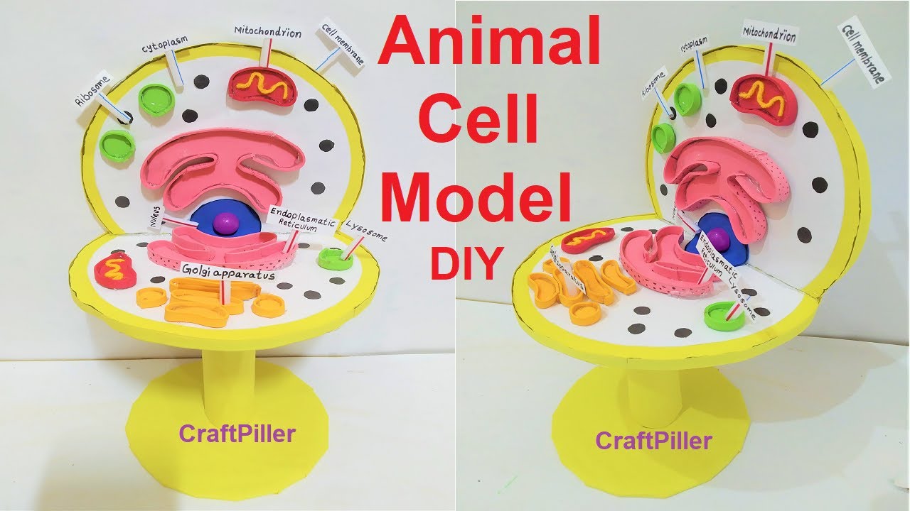 Animal Cell Model (3D) model making using cardboard and paper | howtofunda  | still model - YouTube
