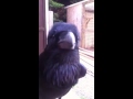 Diego the Hawksrus talking Raven