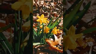 Joe Dassin Medley. Spring Yellow Narcissus Flowers. Жовті нарцизи.