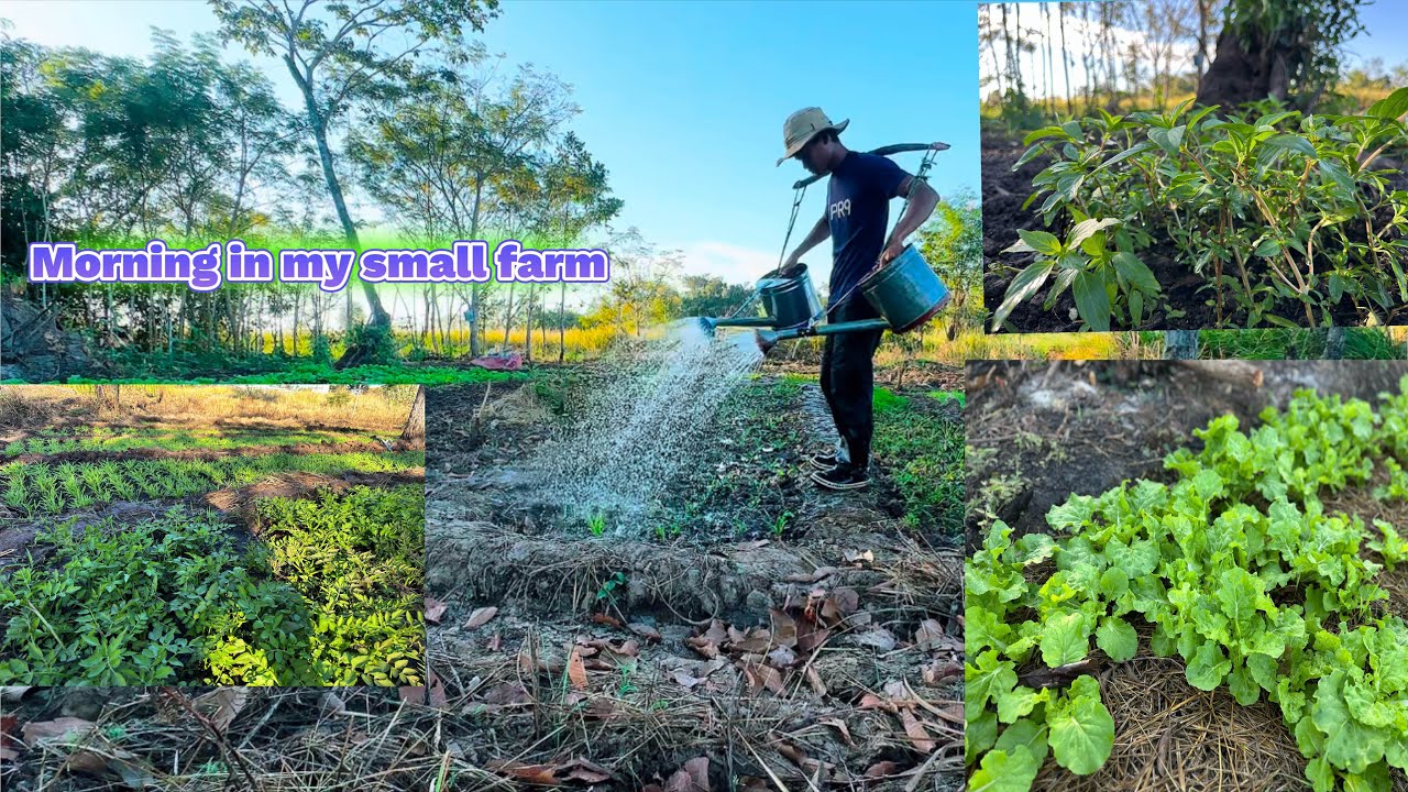 Good morning in my small farm💚🌱| ស្រោចដំណាំពេលព្រឹក |