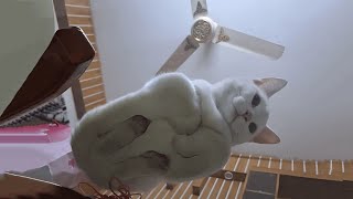 Default Cat Behavior 😹 Funniest Cat Compilation of the Year Part 7