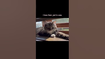 Yep, looks aren’t everything, but… #cattitude #cat #tabbycat #beauty