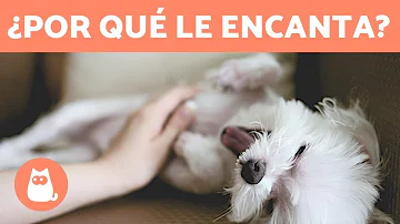 ¿Por qué a los perros les gusta que les rasquen el culito?