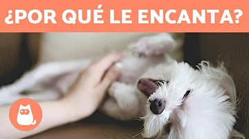 ¿Por qué a los perros les gusta que les rasques el trasero?