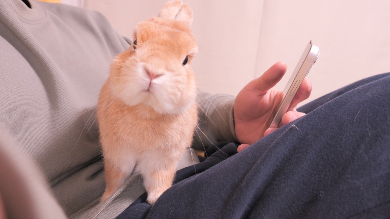 スマホを触ると勢いよく乗ってきてナデナデを要求してくる可愛いうさぎ【No.1857】