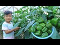 Seyhak pick bell pepper for mommy to cook / Family food cooking