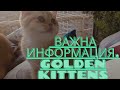 🙀🧡😺КАК УБЕРЕЧЬ КОШЕК ОТ ОПАСНОСТЕЙ😻🐱😺ВАЖНО!!!❤️ЗОЛОТАЯ ШИНШИЛЛА.