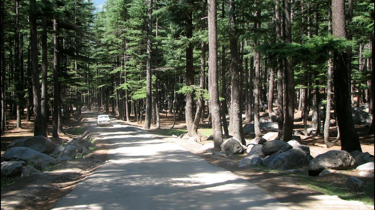 Beautiful forest in kalam ,Swat Valley 2019 .