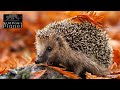 Hedgehog Harmony: The Prickly Tale of Nature&#39;s Gardeners