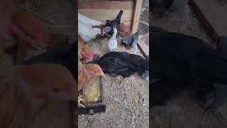 Pintinhos e franguinhos comendo ovo cozido #roça #sitio #vidanocampo #coisasdositio #fazenda
