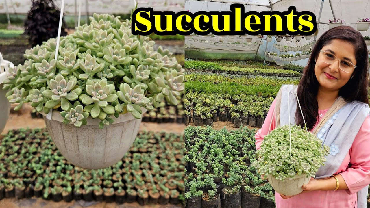 🔴SUCCULENT PLANT CARE/ TIPS TO CARE AND GROW SUCCULENT PLANTS- WATER & SOIL #succulent #gardening