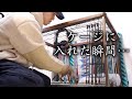 お迎え初日、ゲージに入れたら大事件起きた【ミーアキャット】