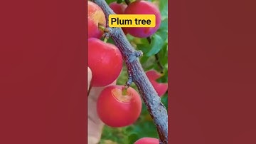 Thumbnail of plum tree #4k #shortvideo #ytshorts #shortsfeed #viral #shorts #plum #cutting #fruit #आलूबुखारा