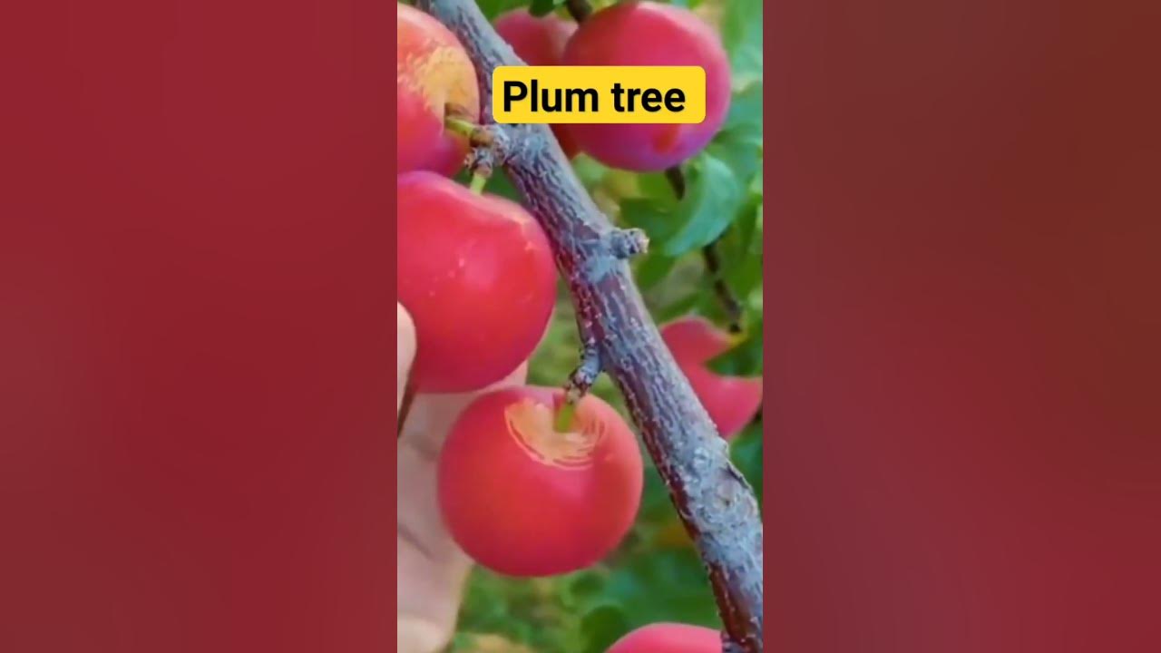 plum tree #4k #shortvideo #ytshorts #shortsfeed #viral #shorts #plum #cutting #fruit #आलूबुखारा