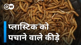 ये कीड़े प्लास्टिक से मुक्ति दिला सकते हैं [Worms who can eat plastic]