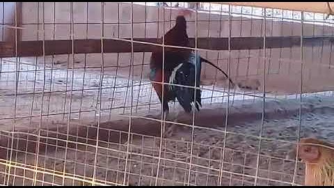 Saib qaib qus zoo nraug heev 26/1/2020