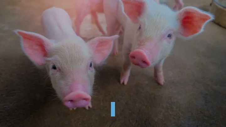 4 Hidden Dangers of Pork