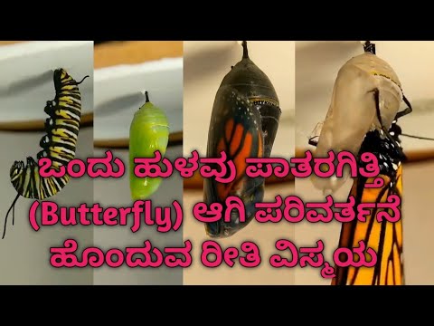 ಒಂದು ಹುಳವು ಪಾತರಗಿತ್ತಿ (Butterfly) ಆಗಿ ಬದಲಾಗುವ ಸುಂದರ ದೃಶ್ಯ #butterfly #savenature #saveanimals