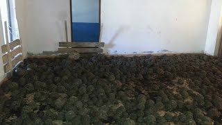 9,000 Stolen Turtles Left Abandoned In Home with No Food or Water Get Rescued
