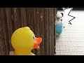 アヒルの人形を見たインコの反応 This Is How Budgie Reacts to Duck