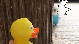 アヒルの人形を見たインコの反応　This Is How Budgie Reacts to Duck